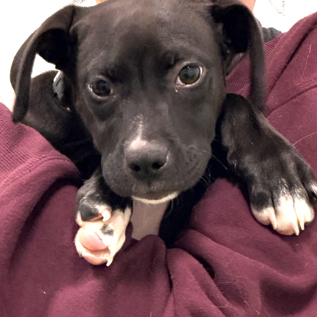 POLAR BEAR - Mixed Breed (Medium) available for adoption
