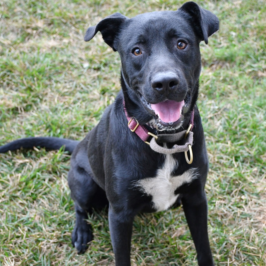 OBI - Retriever / Black Labrador for adoption in Beaumont