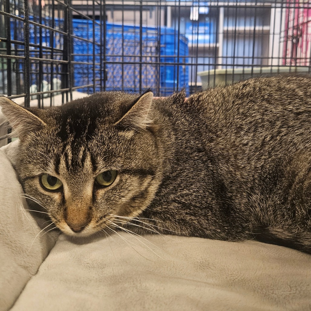 BRUCE - Domestic Shorthair available for adoption