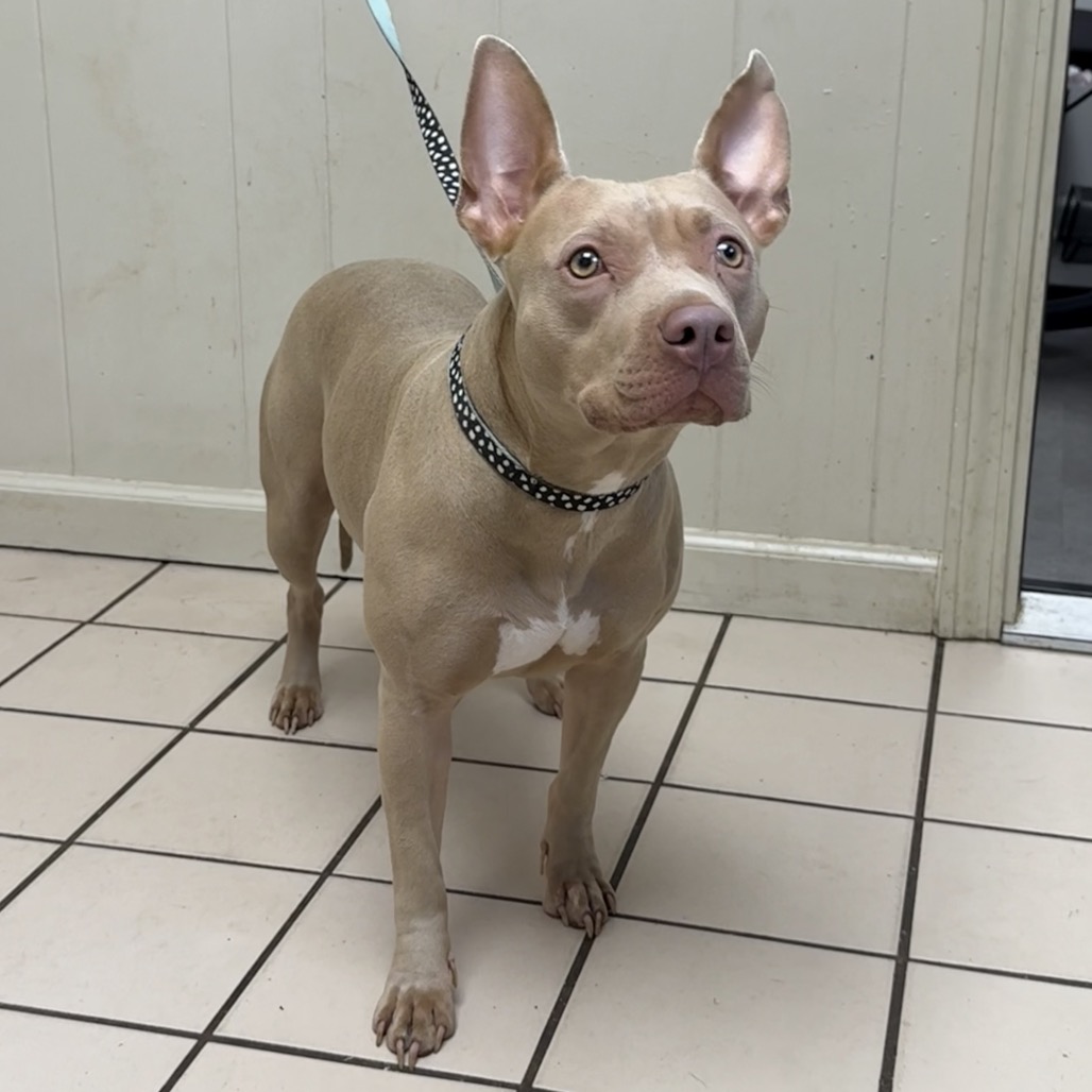  Photo of TUSC-Stray-83480