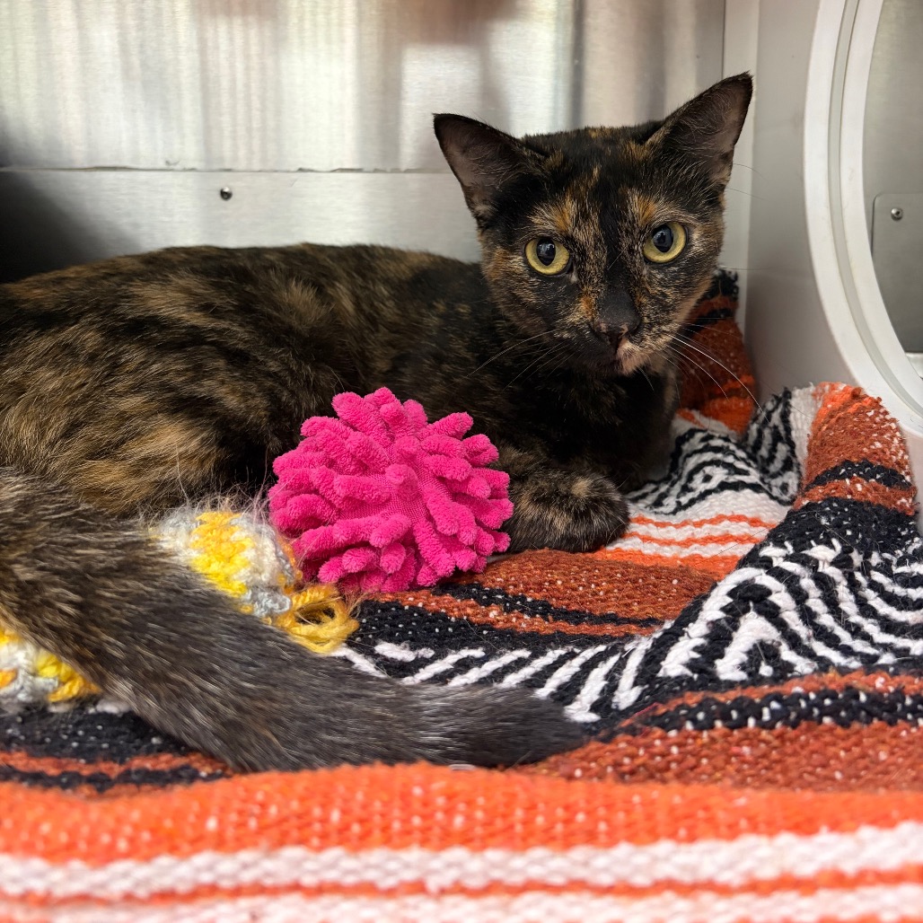 Reese 