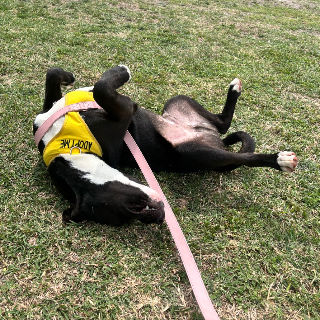 Charlie Brown photo 18