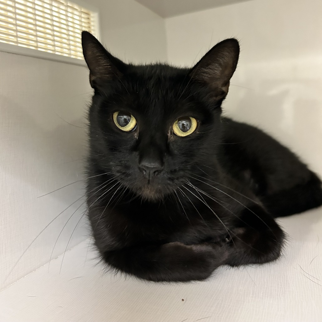 Onyx - Domestic Shorthair