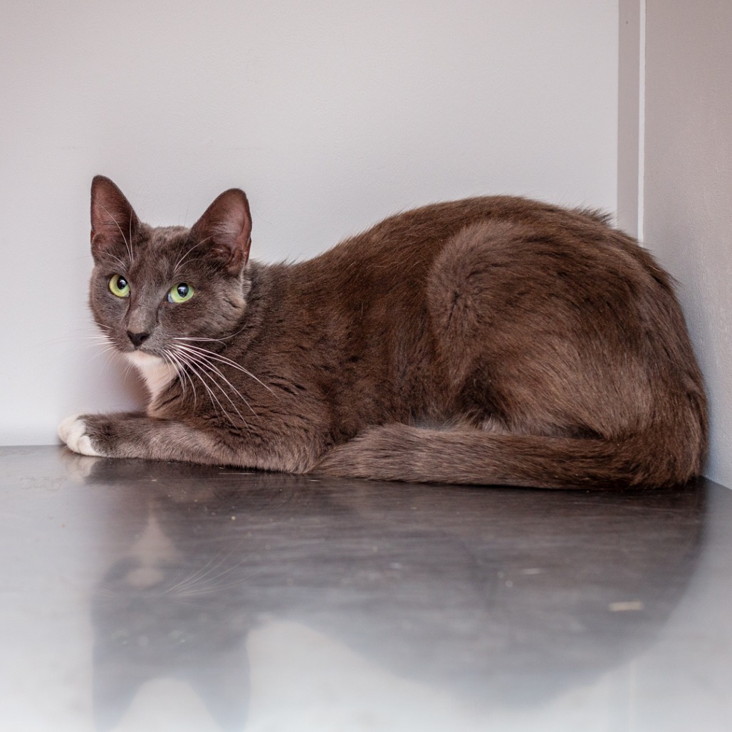 BABS - Domestic Shorthair available for adoption