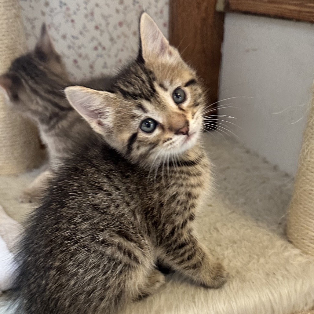 TEXAS TOAST 2 - Domestic Shorthair available for adoption
