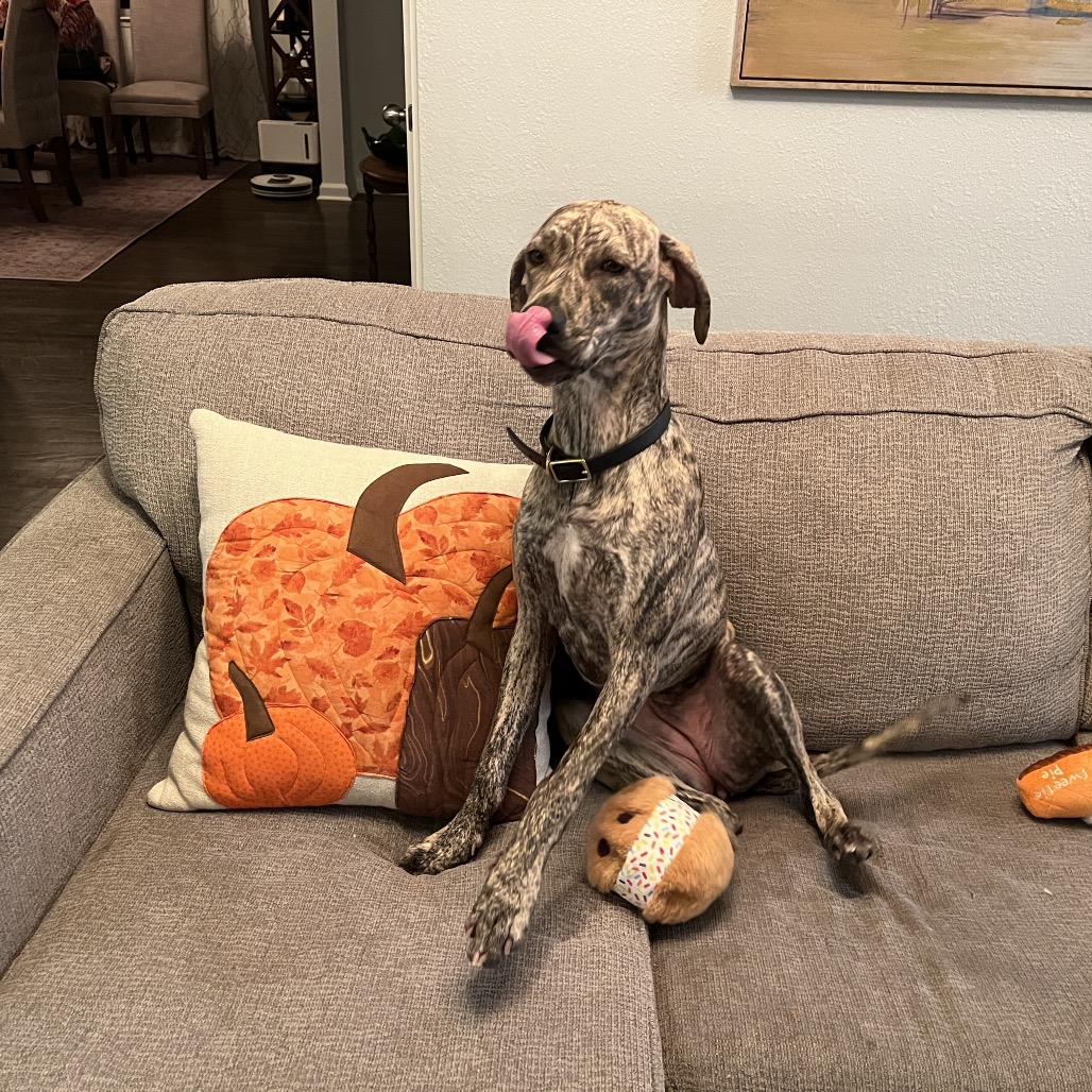 Tillie, photo 5