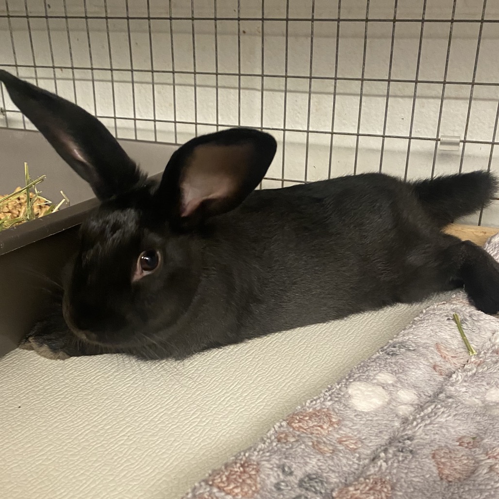 BOBINSKI - American available for adoption