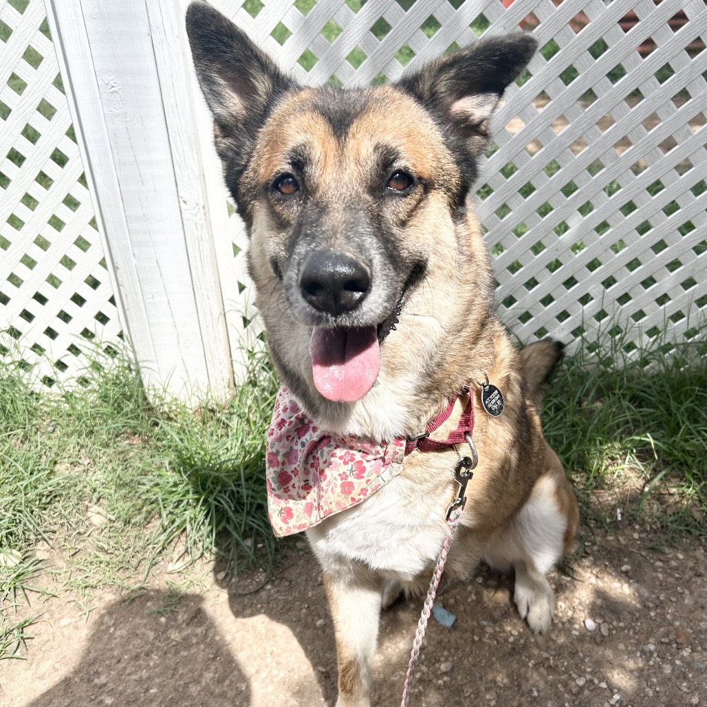 Cheyenne, adoptable senior dog
