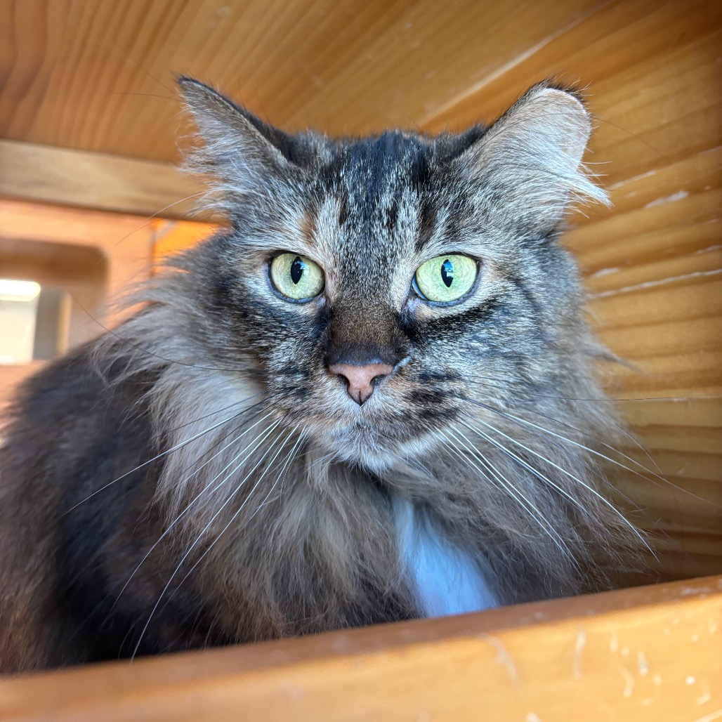 TABITHA - Domestic Longhair available for adoption