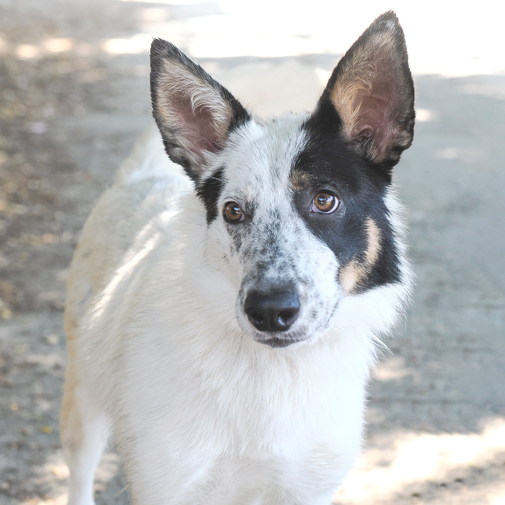 RANGER, photo 3