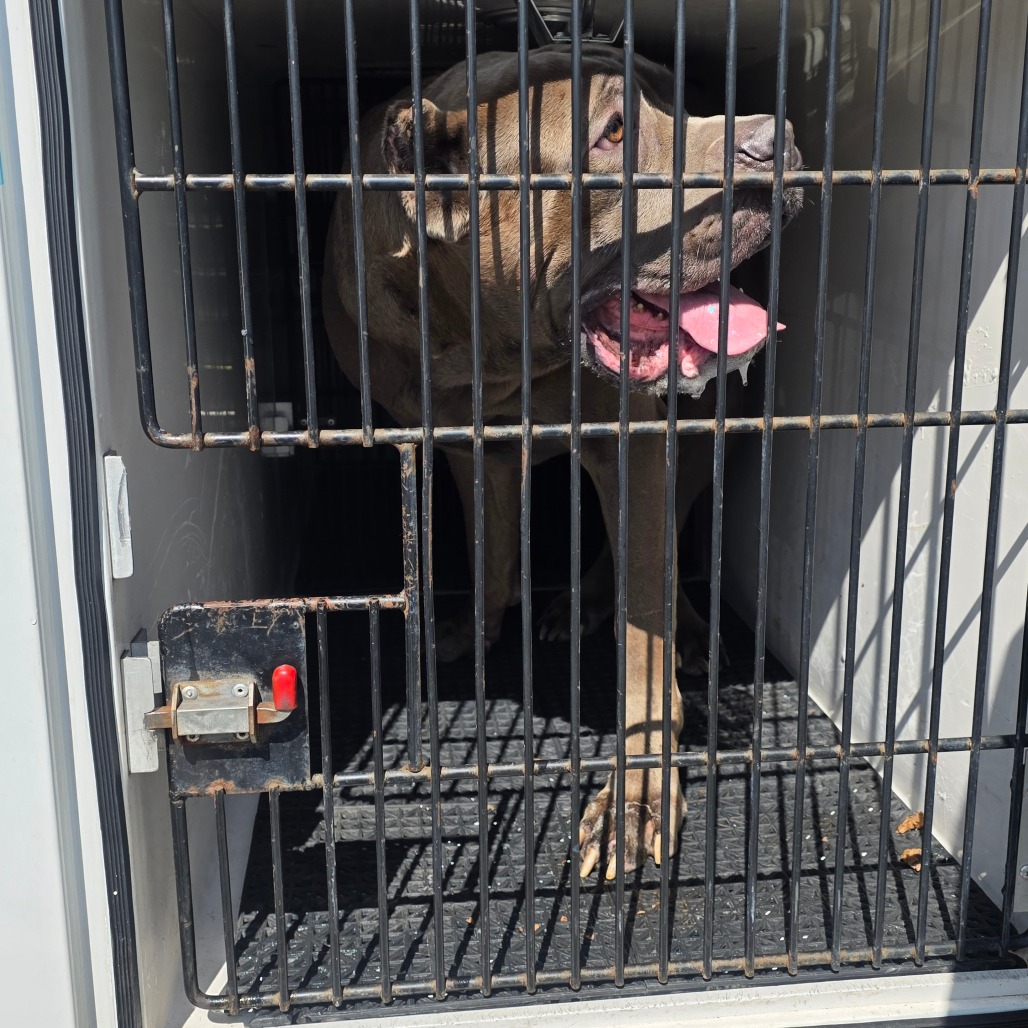 Mastiff