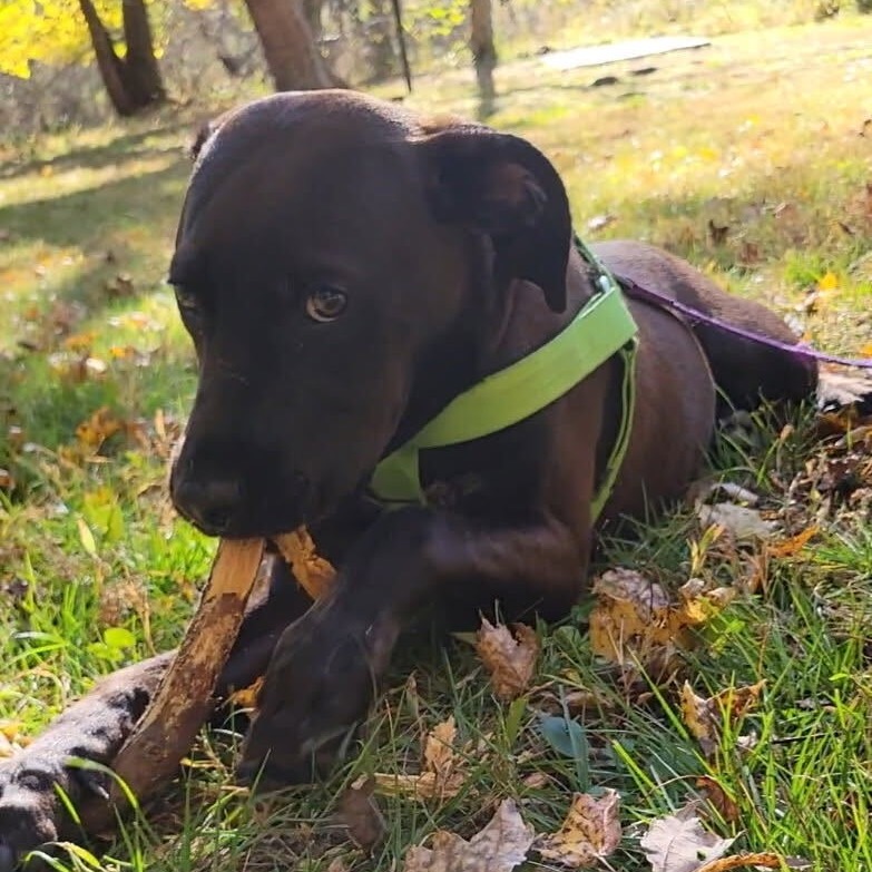 Colter, photo 16