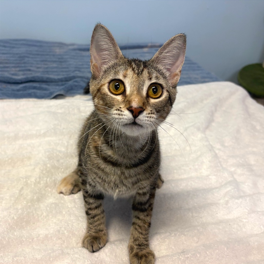 Full body shot of Artemis