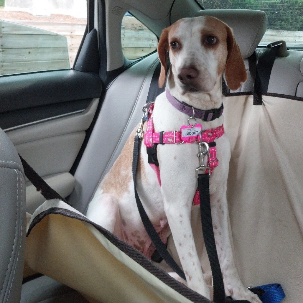 Gidget, photo 12