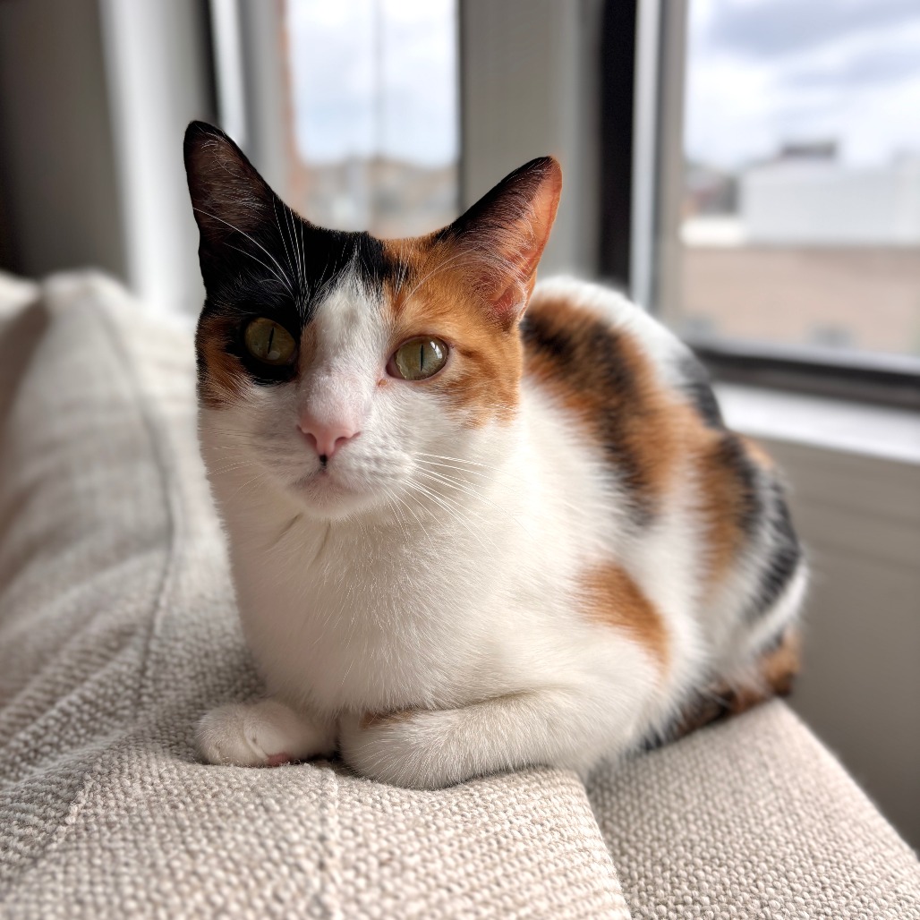 LAYLA - Domestic Shorthair for adoption in Joliet