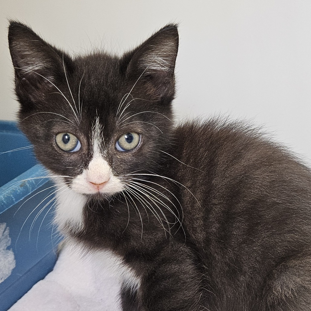 AUGUSTUS - Domestic Shorthair available for adoption