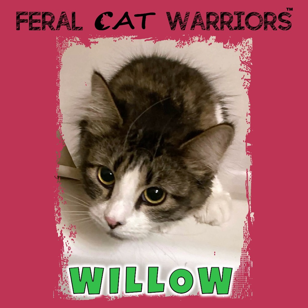 Willow