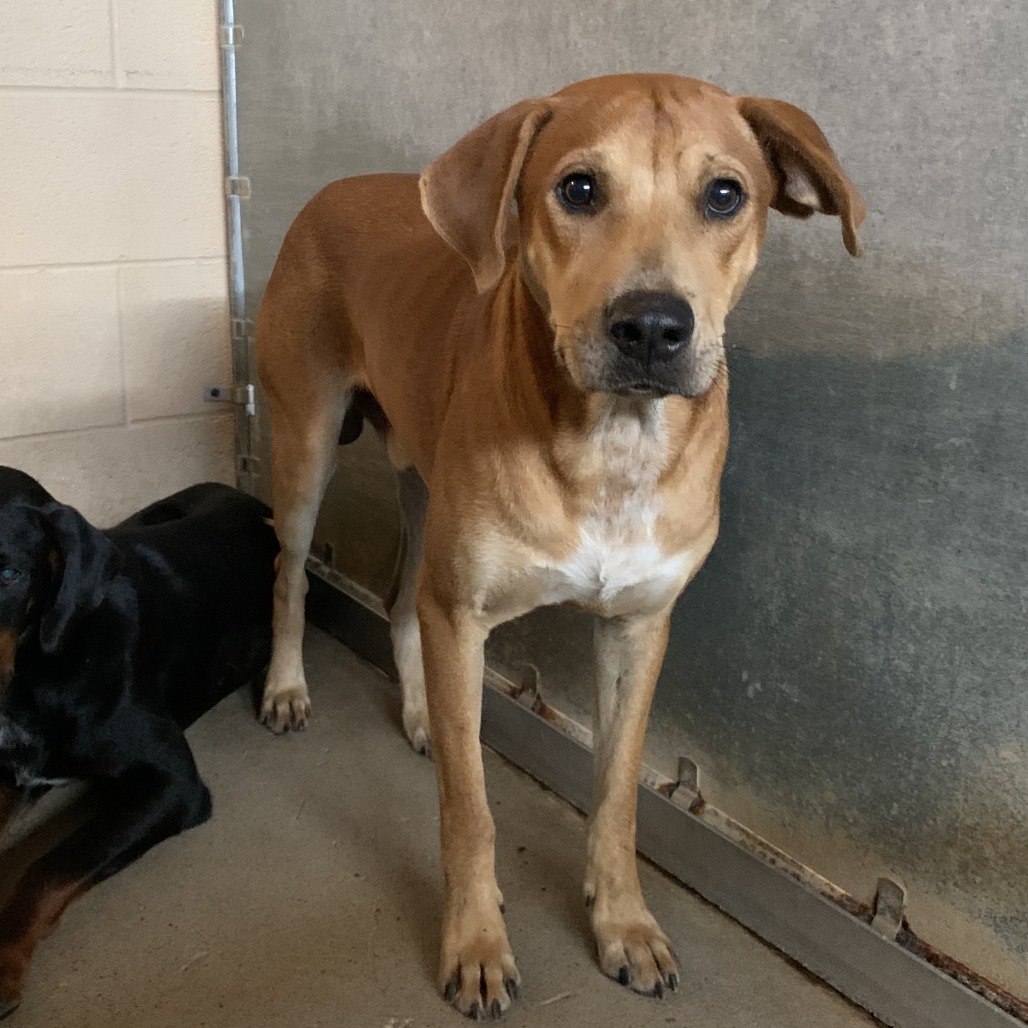 LAVA - Shepherd available for adoption