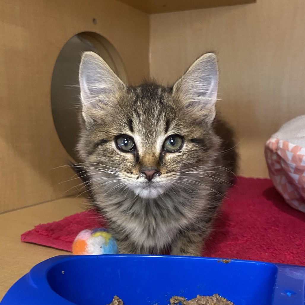 FLORINA - Domestic Longhair available for adoption