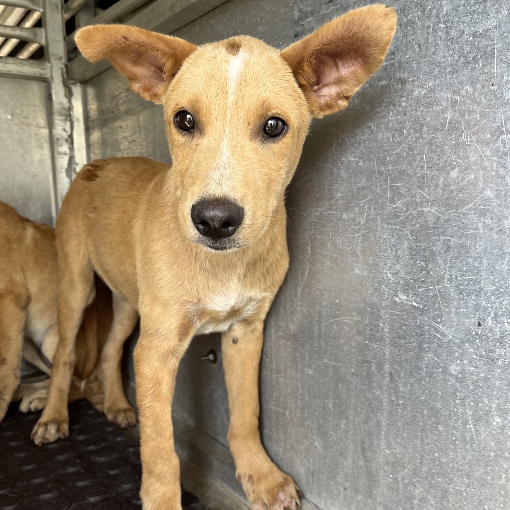 SQUIDWARD - Shepherd / Mix available for adoption