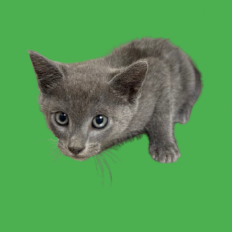 Tusc Stray 80783