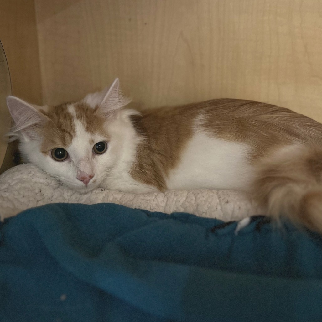 ROCK CANDY - Domestic Longhair available for adoption