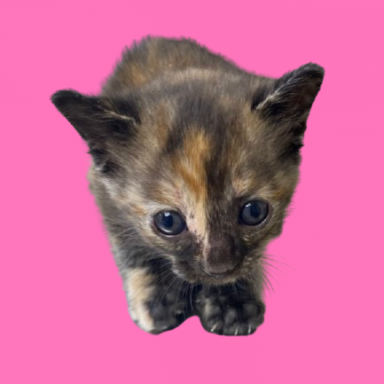 Tusc Stray 81745