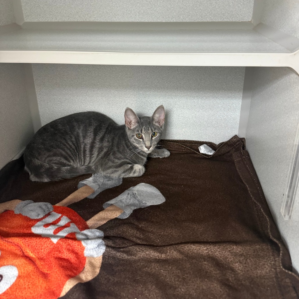 AQUARIUS - Domestic Shorthair available for adoption