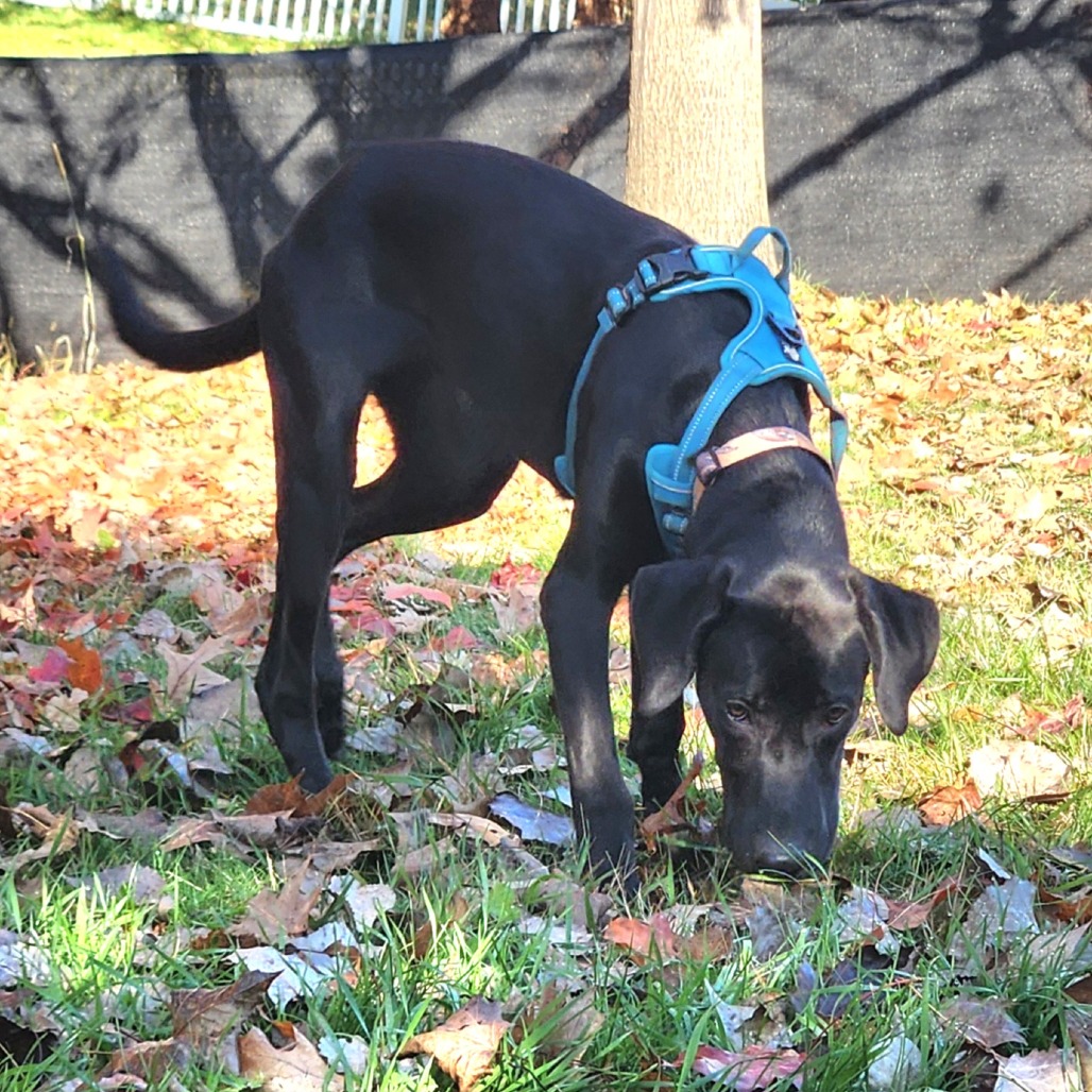 Darcy, photo 12