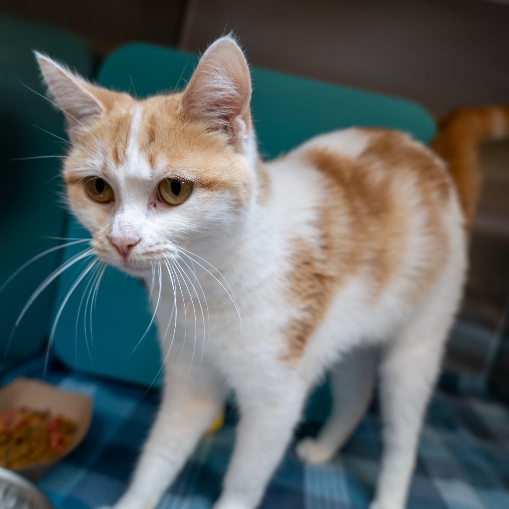 KITA - Domestic Shorthair available for adoption