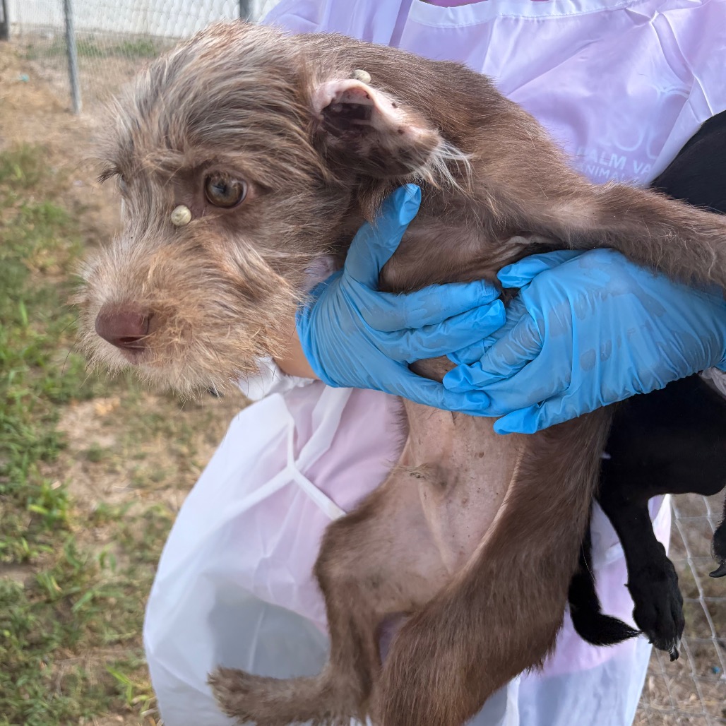 EACS-STRAY-199694_4 - Terrier / Mixed Breed (Small) available for adoption