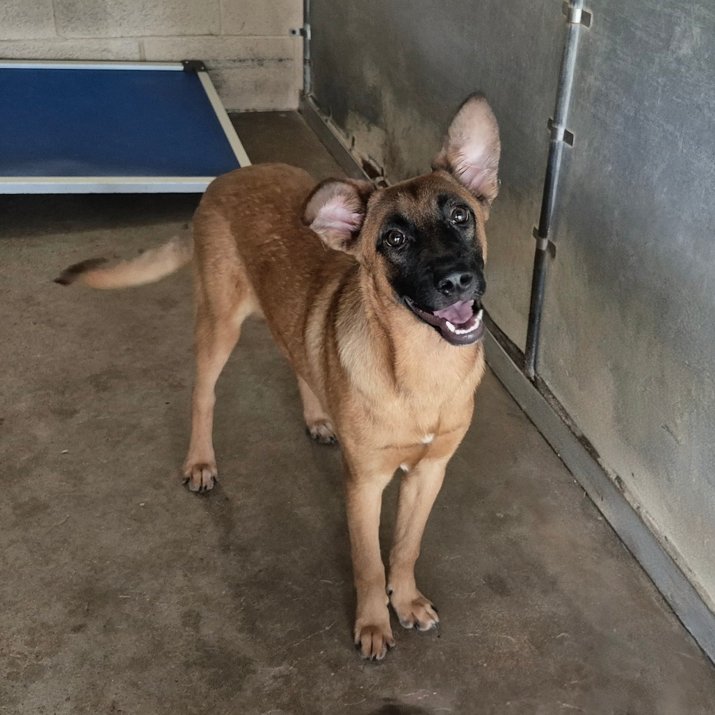 KAZOO - Shepherd available for adoption