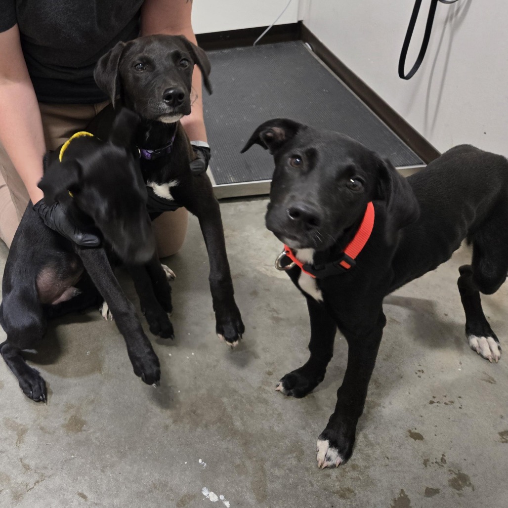 ABALONE - Mixed Breed (Medium) available for adoption
