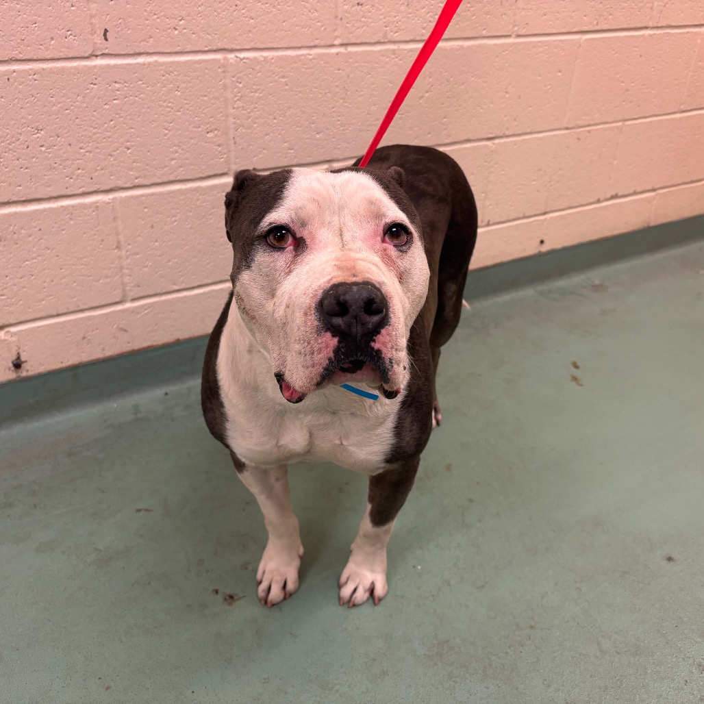 Anthony — thumbnail 6