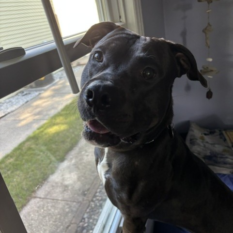 Creed--In Foster***ADOPTION PENDING***, photo 5