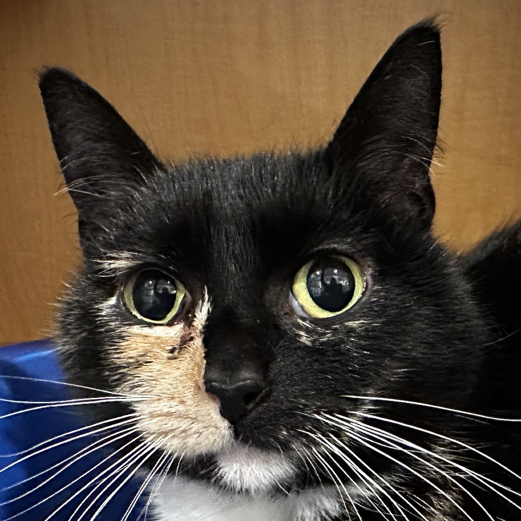 PHOEBE - Domestic Shorthair available for adoption