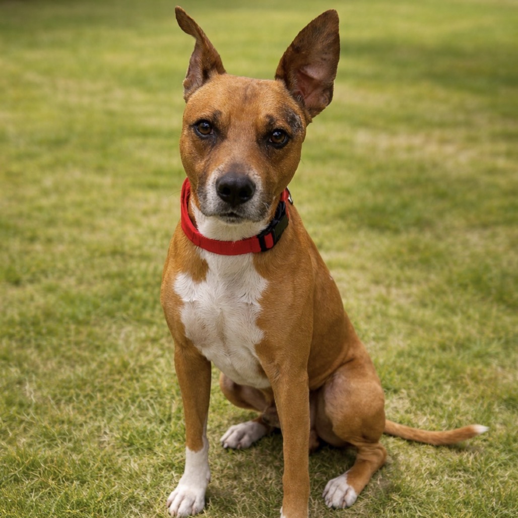 HUGS - Mixed Breed (Large) / Mixed Breed (Large) available for adoption