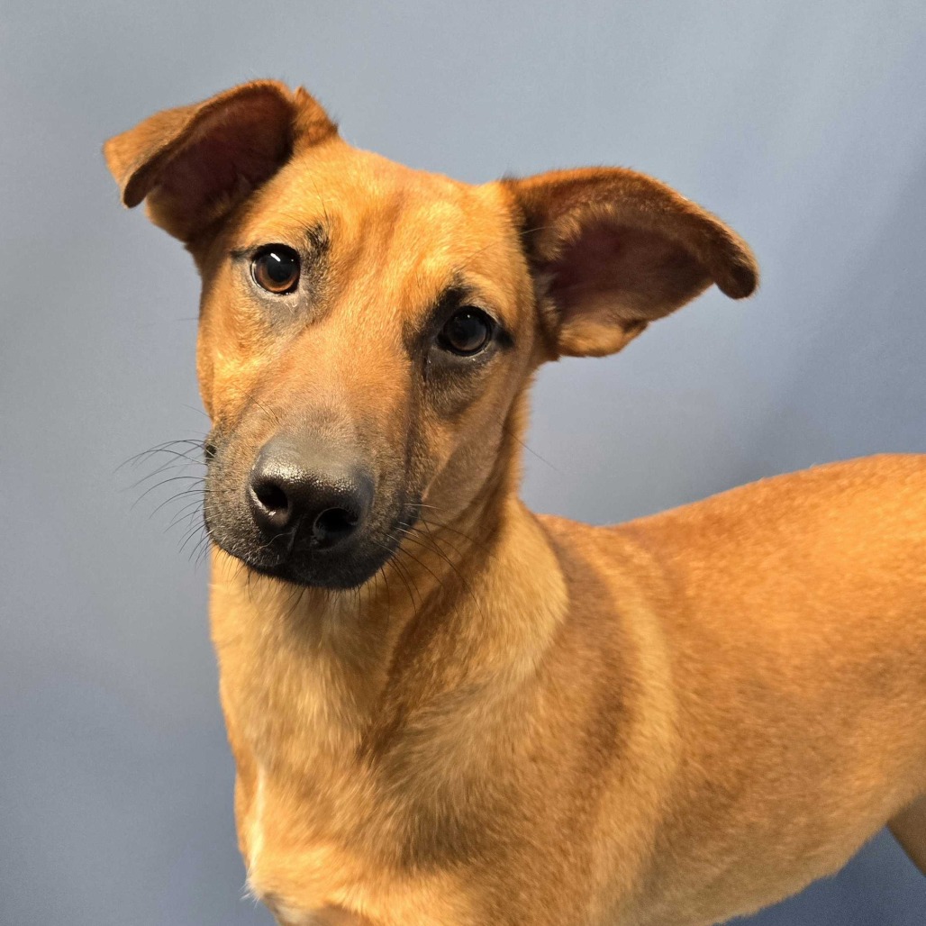 Eden, available for adoption at PVAS