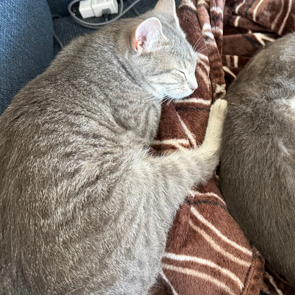 Tulip — thumbnail 3