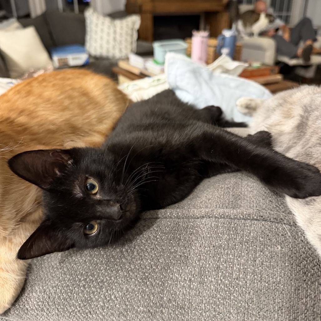 JEFFERSON - Domestic Medium Hair available for adoption