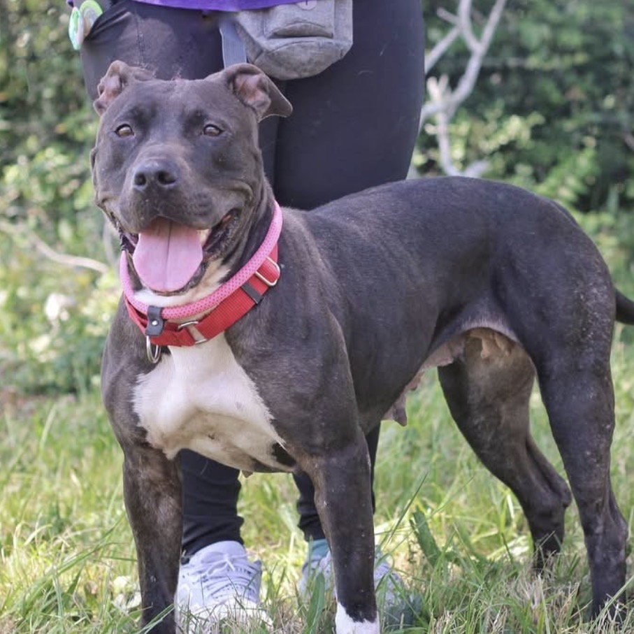 NICOLE - Terrier, American Pit Bull / Mixed Breed (Medium) available for adoption