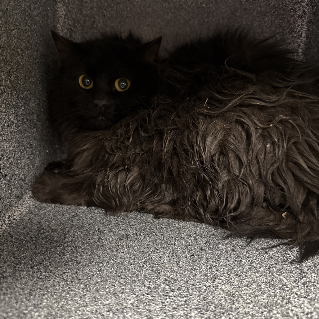 Minny Jackson — thumbnail 2