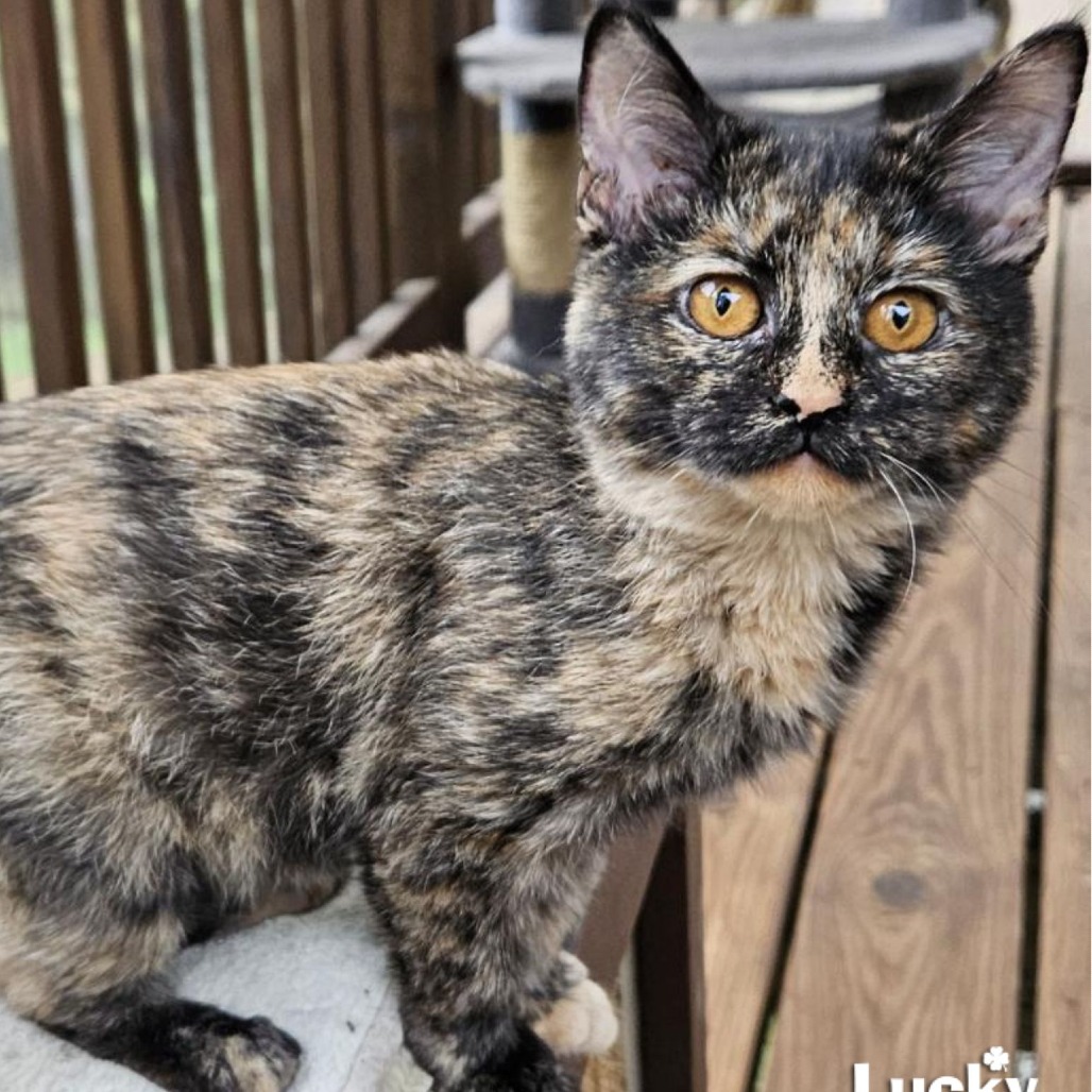 ROLLIN' - Domestic Shorthair available for adoption