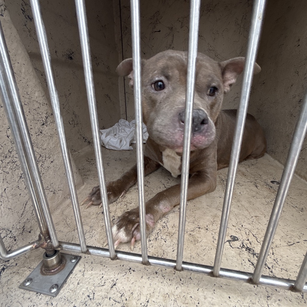 Sweetheart — thumbnail 2