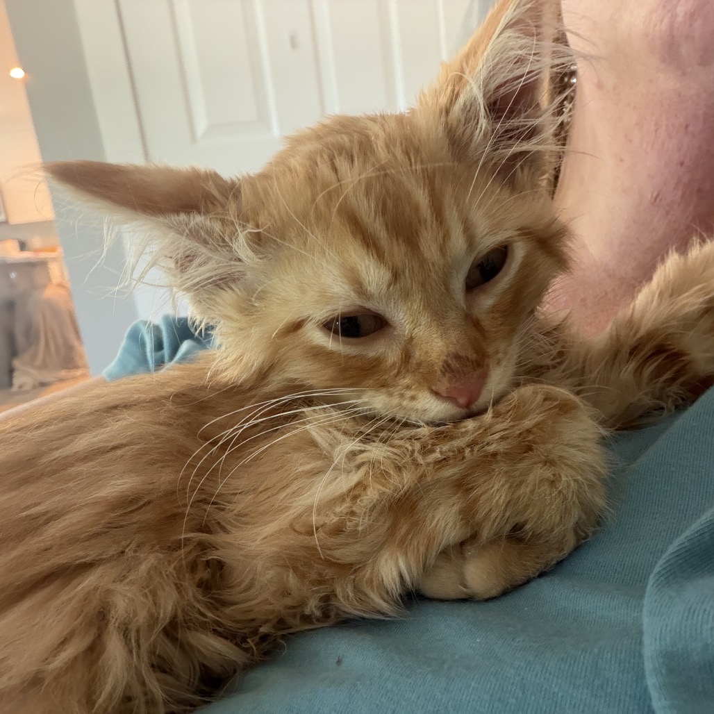 CHEETO - Domestic Longhair available for adoption