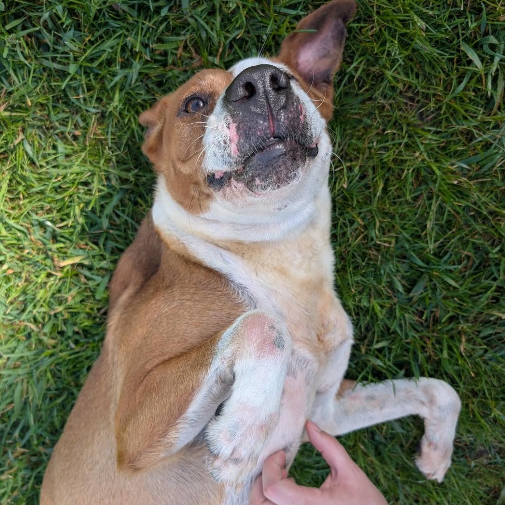 AVALON - Mixed Breed (Medium) available for adoption