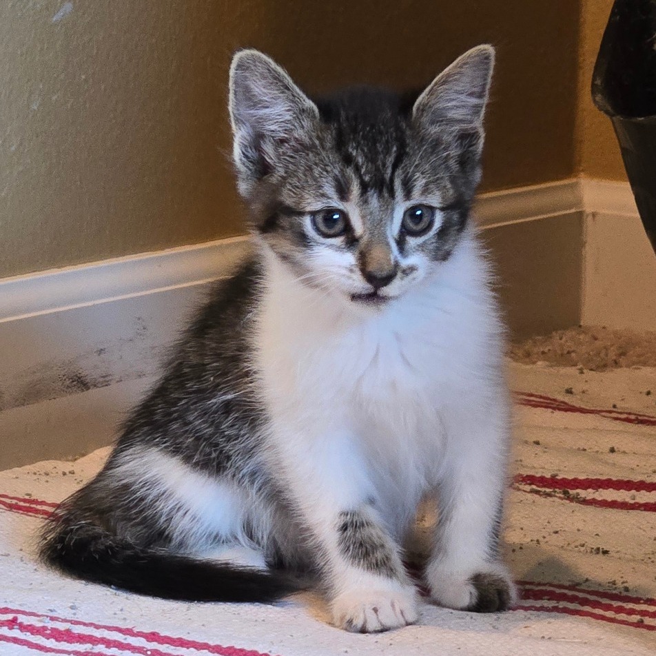 MILLIE - Domestic Shorthair available for adoption