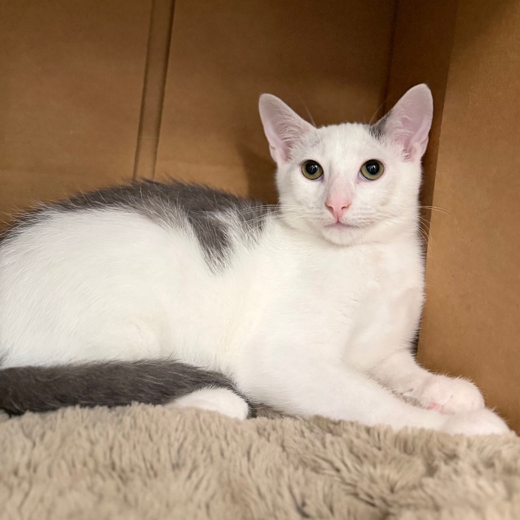 RAINBOW - Domestic Shorthair available for adoption