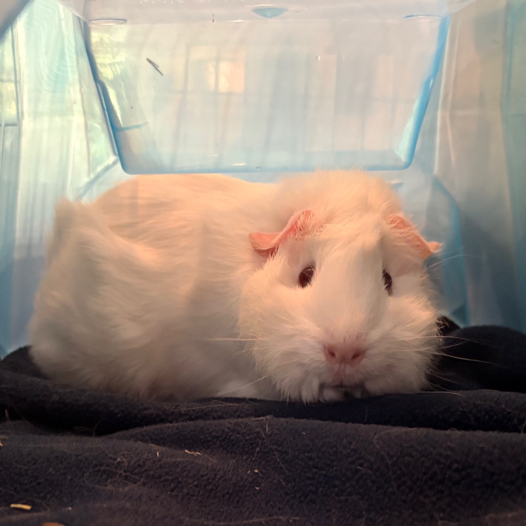 Coco, photo 4