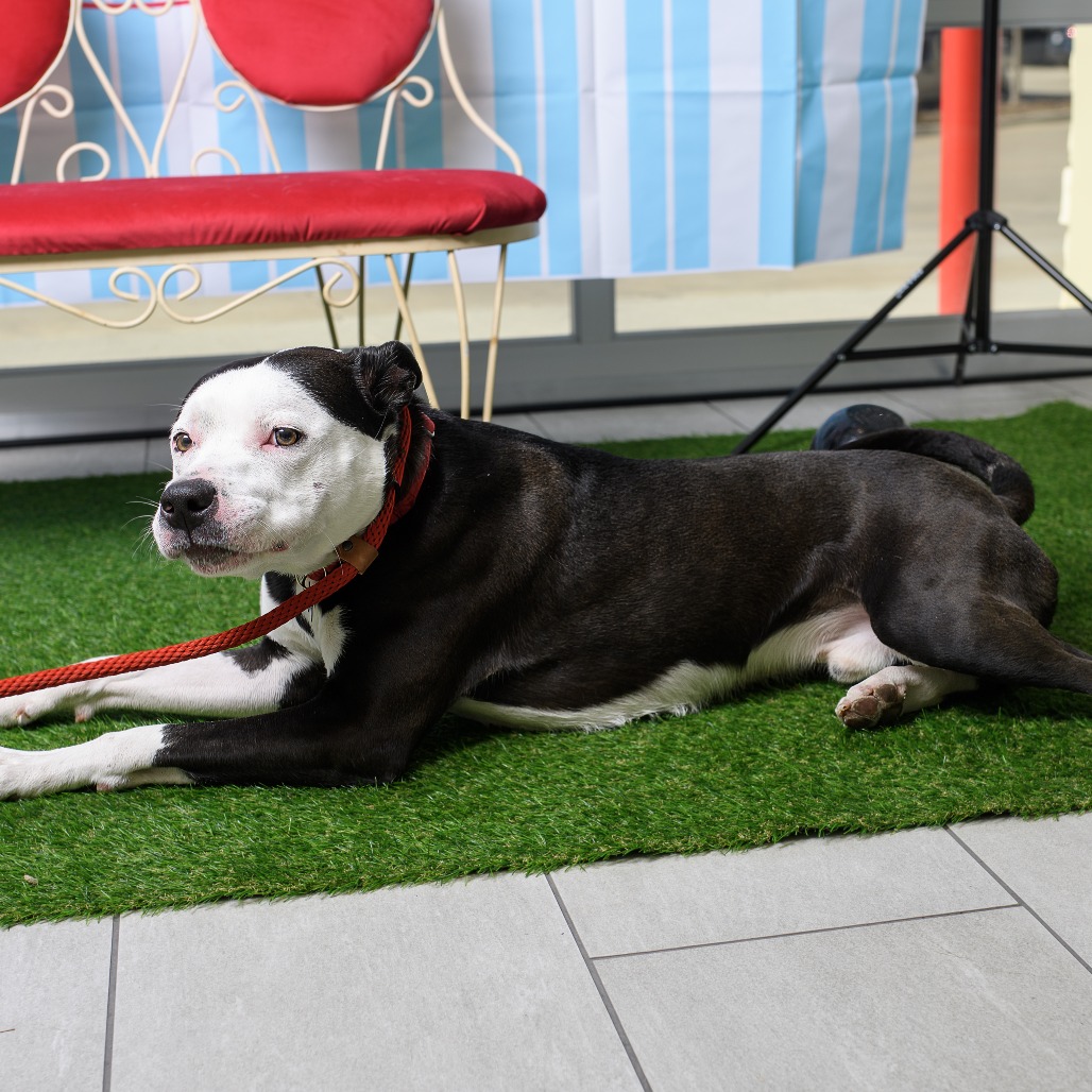 Photo of Tux (Silko)